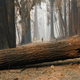 Illustration for article titled California’s Carbon Offset Program Is a Complete Disaster